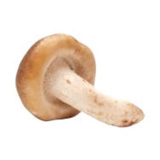 Shitake